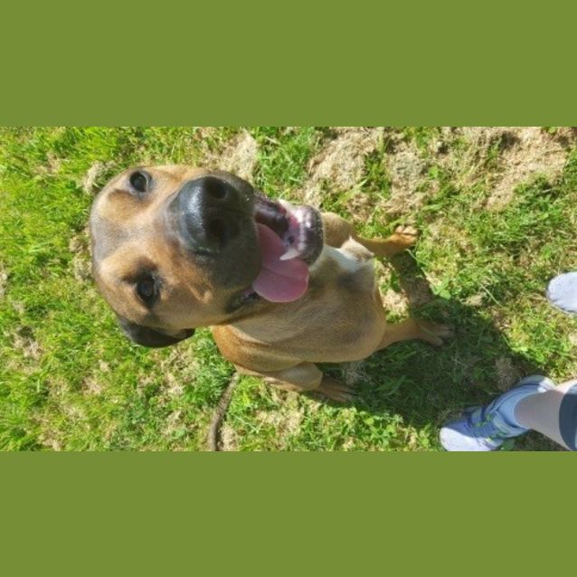 Photo of Buster  **Video Attached**