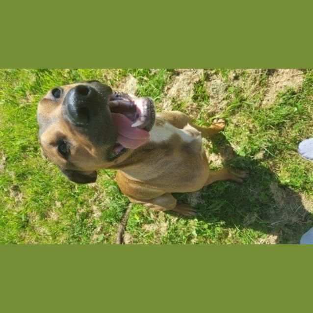 Photo of Buster  **Video Attached**