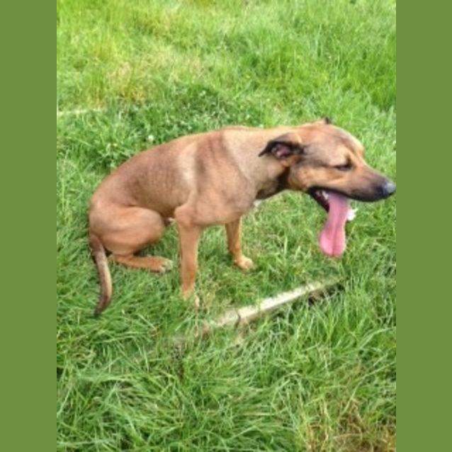 Photo of Buster  **Video Attached**