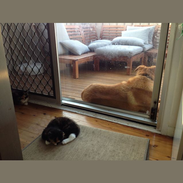 Photo of Daisy And Iris 