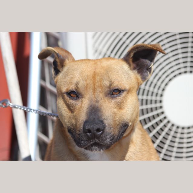 Photo of Tyson