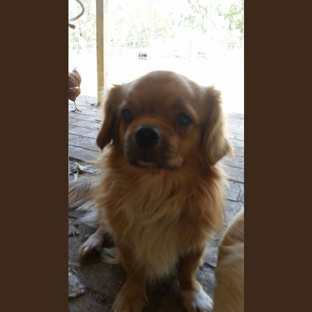 Photo of Shadow