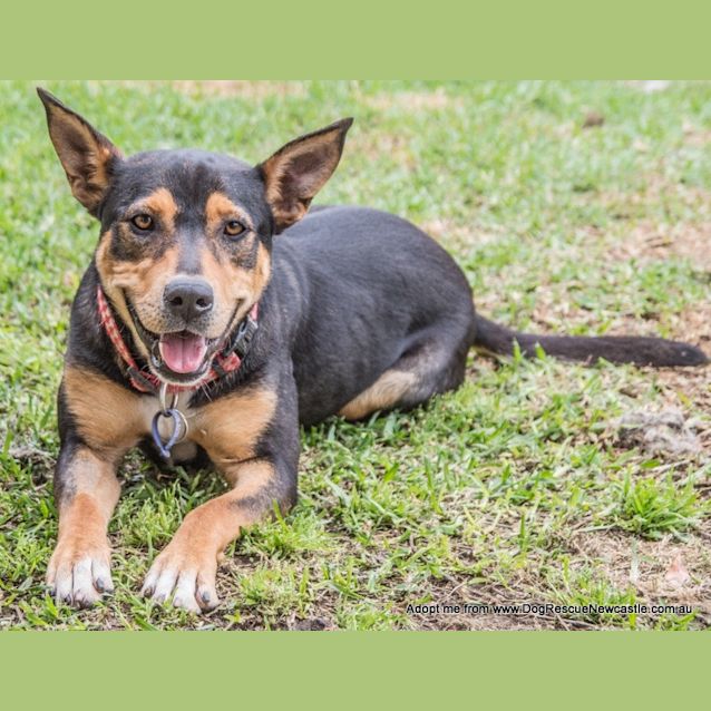 Photo of Roxy ~ Kelpie X, (Trial 7/11/15)