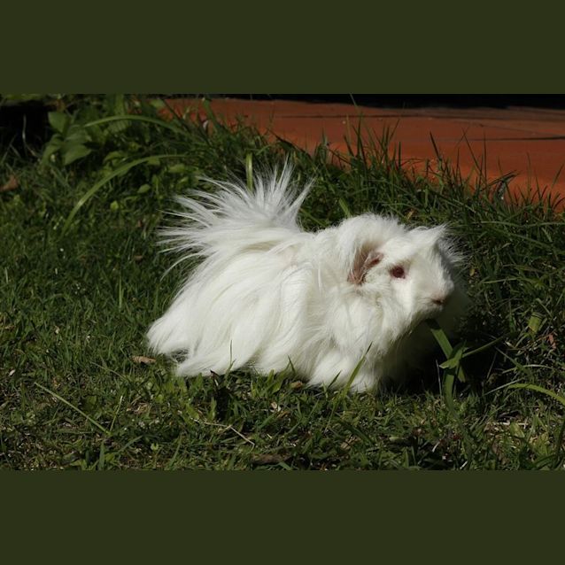 Photo of Deagon