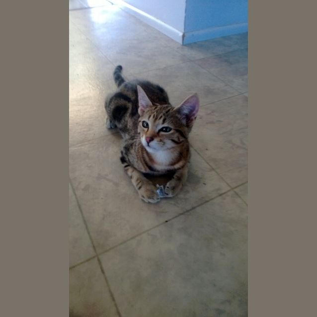 Photo of Tiger