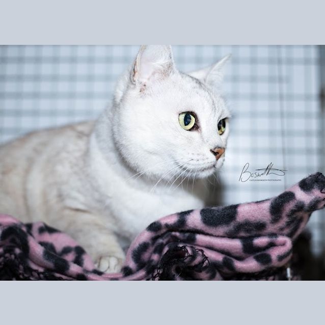 Photo of Kitty Kat