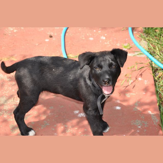 Photo of Harry ~ Border Collie X Staffy Pup (Trial 7/12/15)