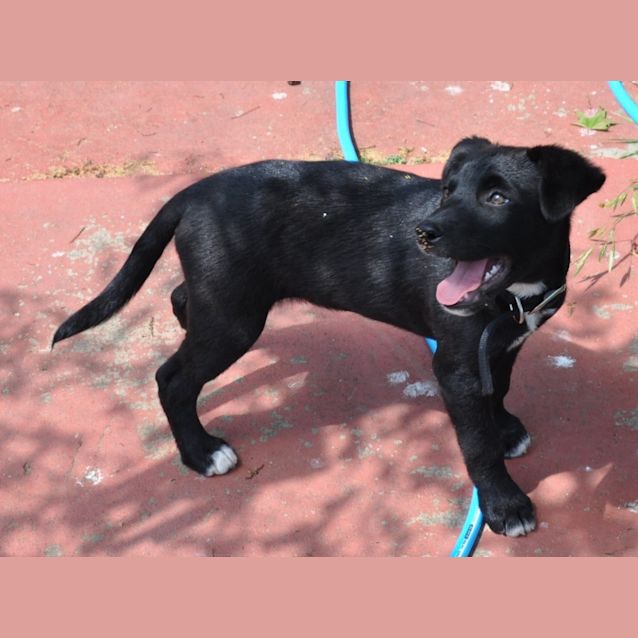 Photo of Harry ~ Border Collie X Staffy Pup (Trial 7/12/15)