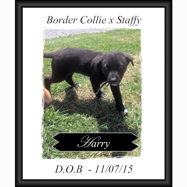 Photo of Harry ~ Border Collie X Staffy Pup (Trial 7/12/15)