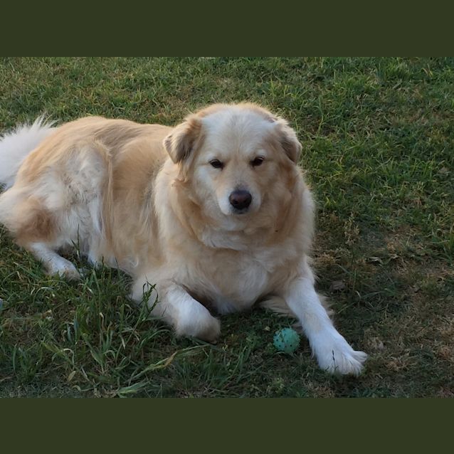 Cheap samoyed retriever mix Clearance