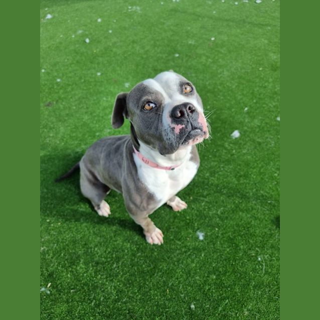 Photo of Porchea Imp 611