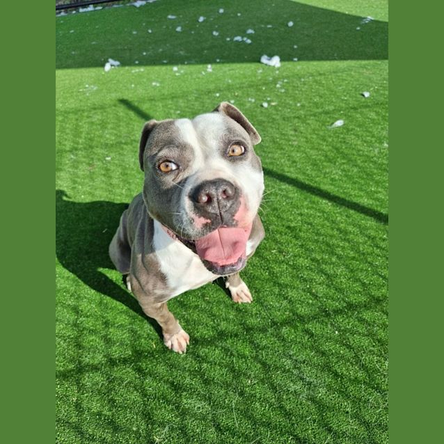 Photo of Porchea Imp 611