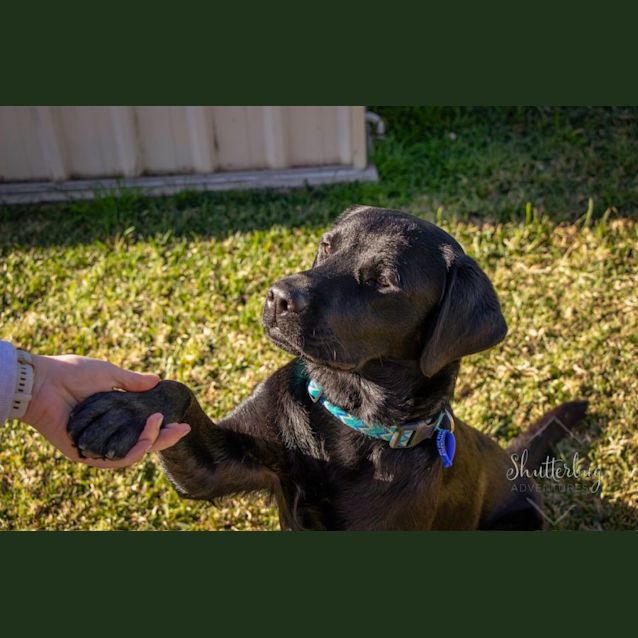 Photo of Patrick   1 Year Old Labrador (Trial 2/9/23)