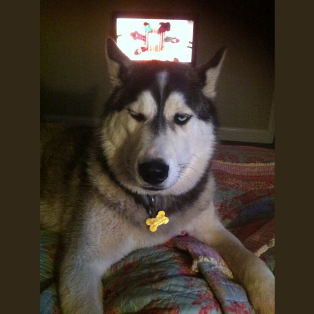 Photo of Nanook