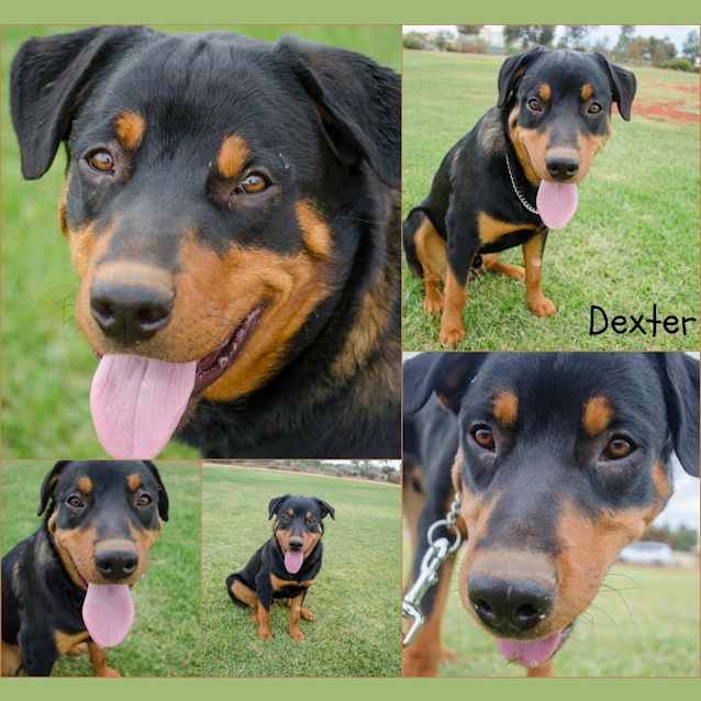 Photo of Dexter