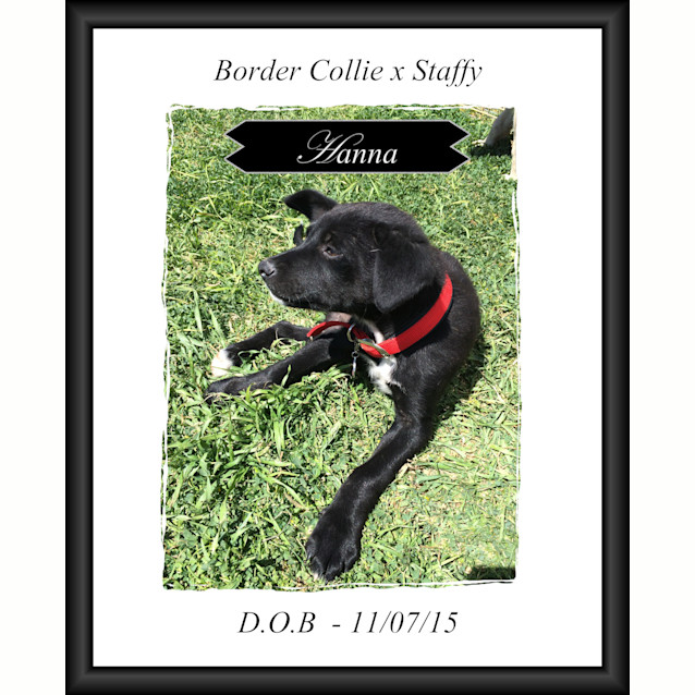 Photo of Hanna ~ Border Collie X Staffy (On Trial 10/12/15)