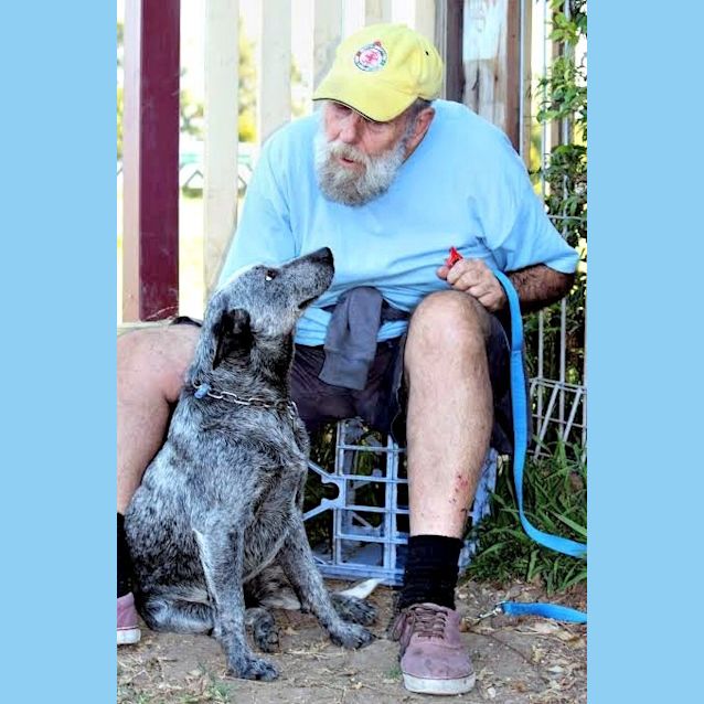 Photo of Blu ~ Cattle Dog X Kelpie (Trial 10/12/15)