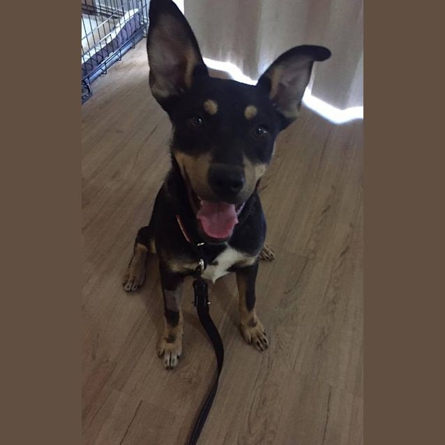 Photo of *On Trial* Rusty