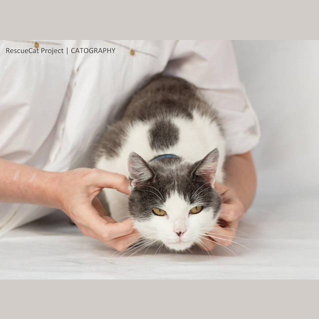 Photo of Buddy (4334)