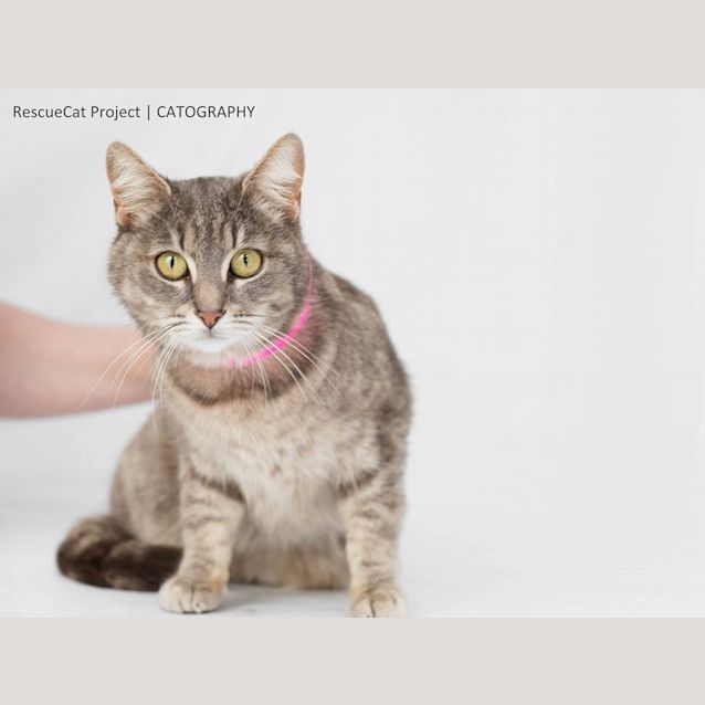 Photo of Dandy (4318)