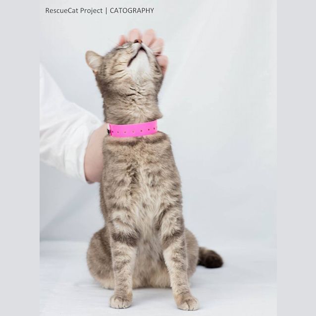 Photo of Dandy (4318)