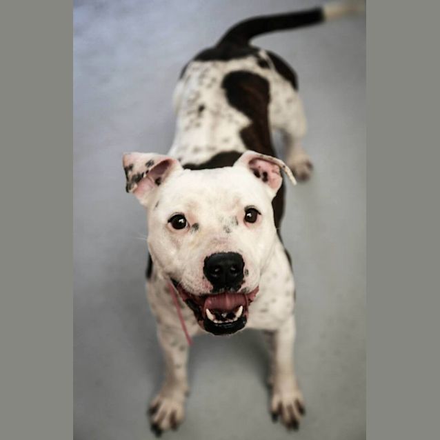 Photo of Boss & Lola (4272 & 4273)