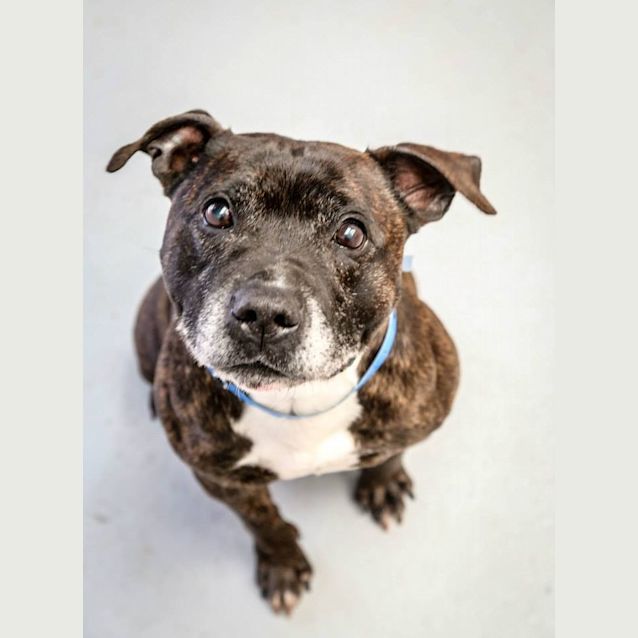 Photo of Boss & Lola (4272 & 4273)