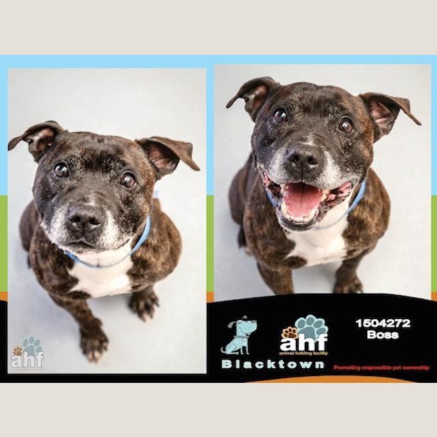 Photo of Boss & Lola (4272 & 4273)