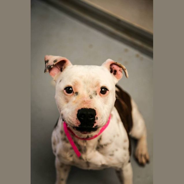 Photo of Boss & Lola (4272 & 4273)