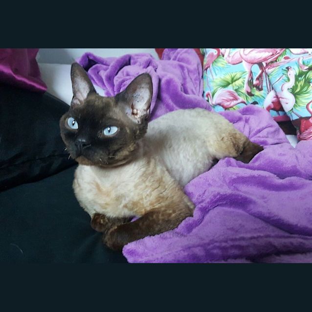 Photo of Mr Devon Adoption Pending