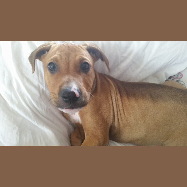 Photo of Sarge 