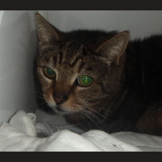 Photo of Tira