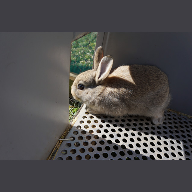 Photo of Pumpkin