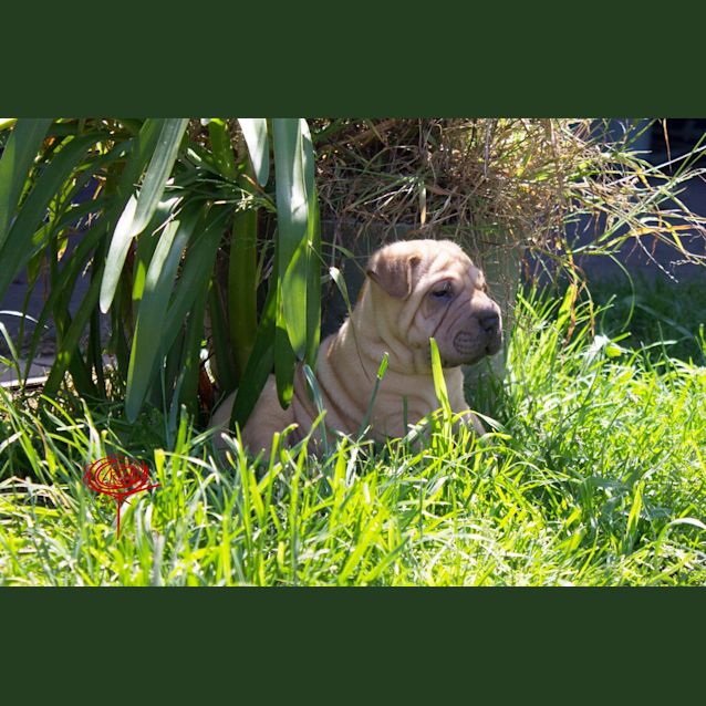 Photo of Shar Pei X Staffy Pups