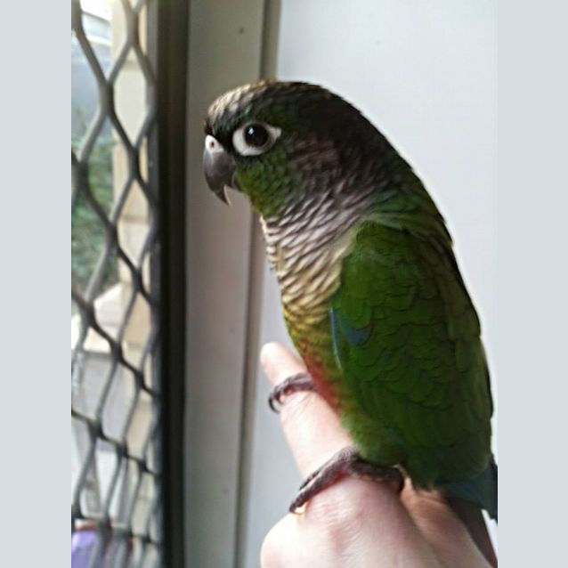 Photo of Phoenix (Nix)