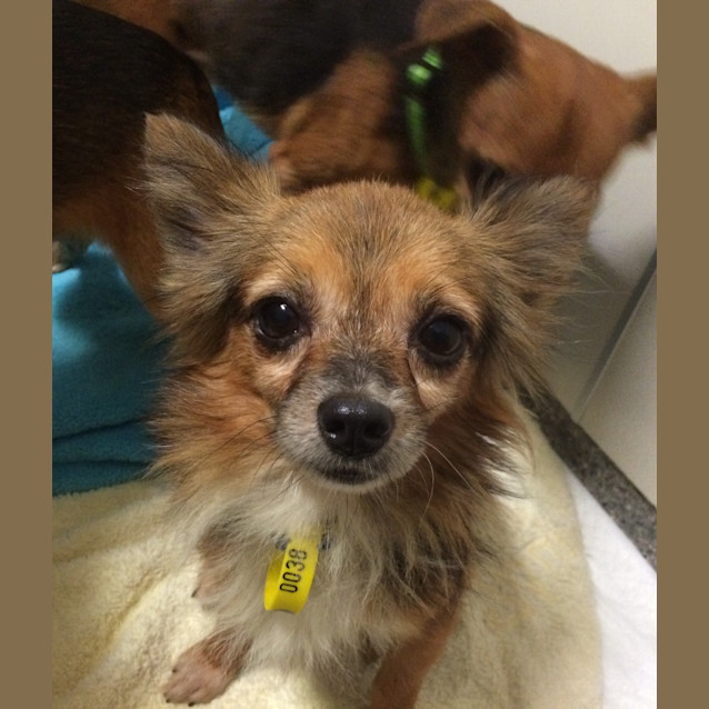 Photo of Barkley   Adotion Pending