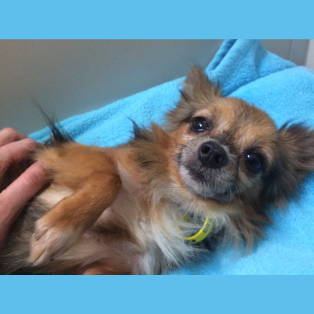 Photo of Barkley   Adotion Pending