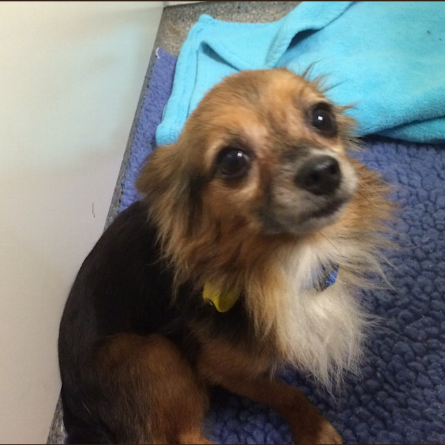 Photo of Barkley   Adotion Pending