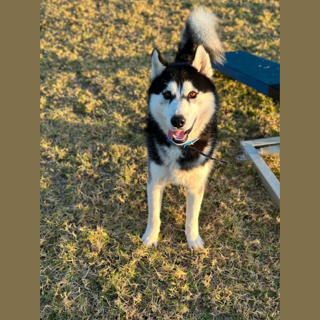 Photo of Buster Imp 1090