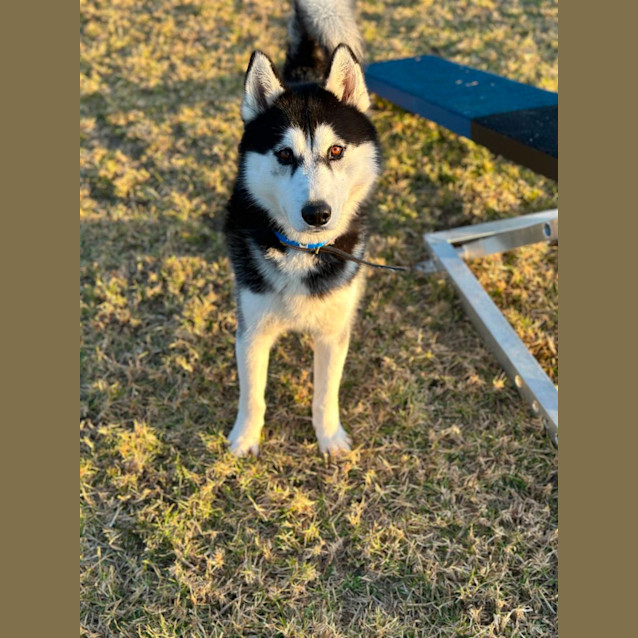 Photo of Buster Imp 1090