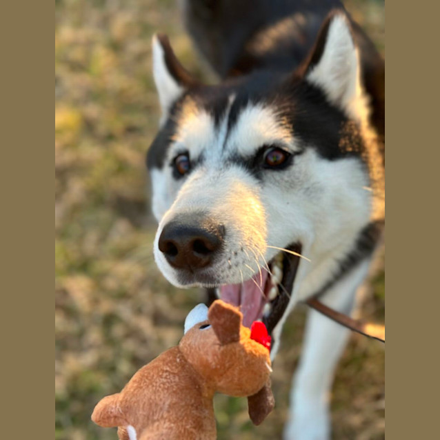 Photo of Buster Imp 1090