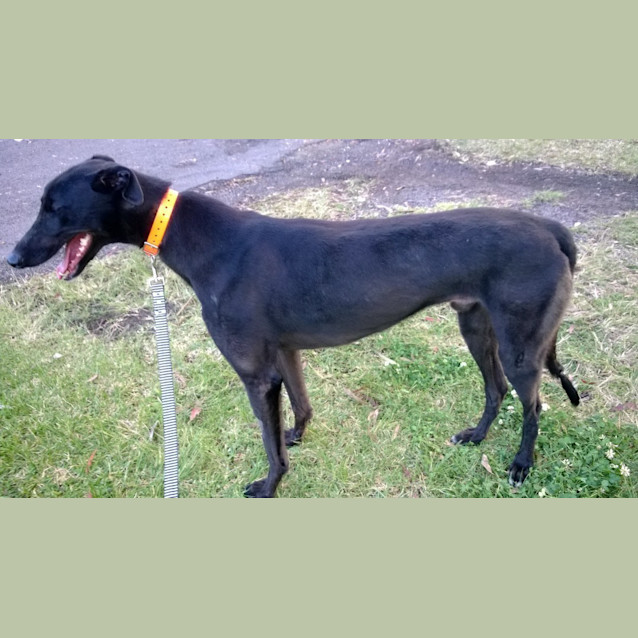 Photo of Ozzie