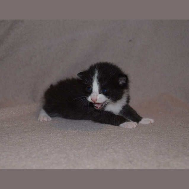 Photo of Reggie