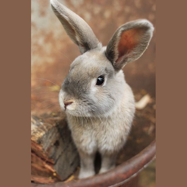 Photo of Mr Bojangles