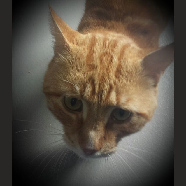 Photo of Turbo