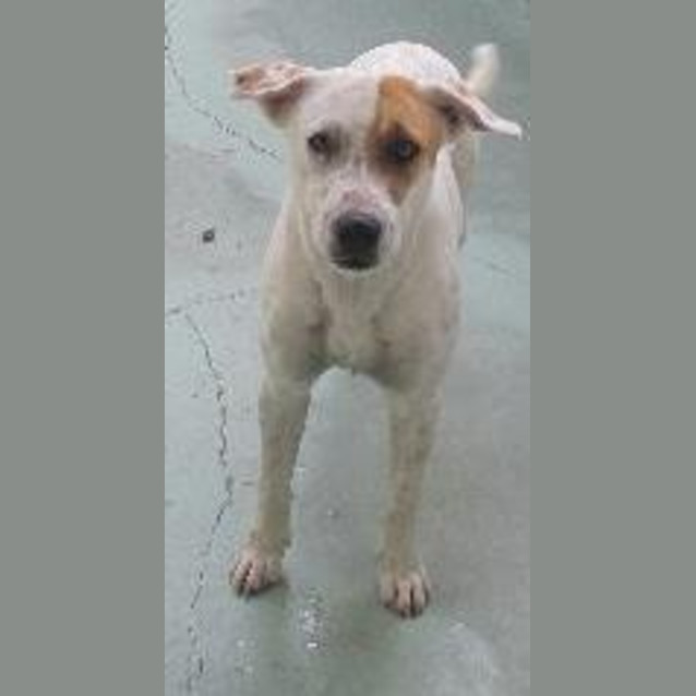 Photo of Bandit
