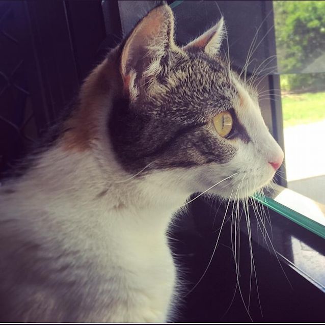 Photo of Cali