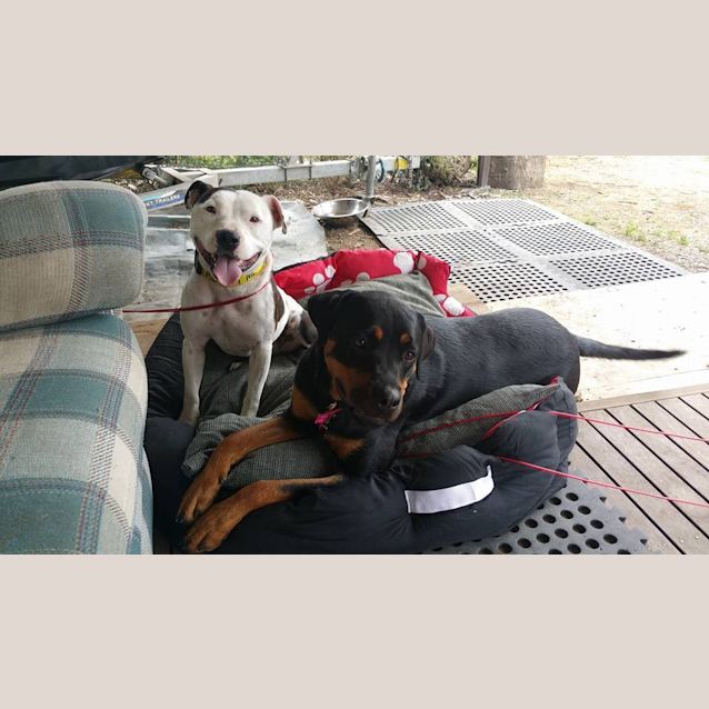 Photo of Stooge .. Happy To Be Only Dog