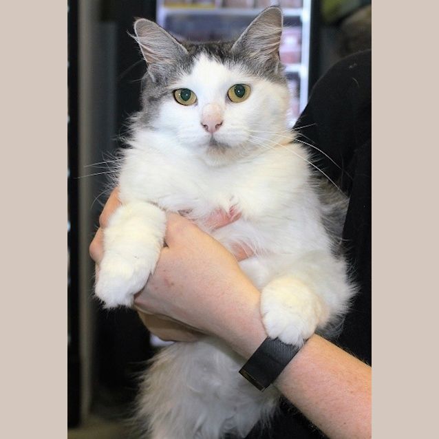 Photo of Maya @ Squawks Pet Store