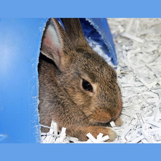 Photo of X Breed Female Bunnies @ Sqauwks Pet Store